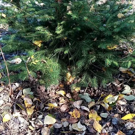 Samson Dom wakacyjny Vahanec