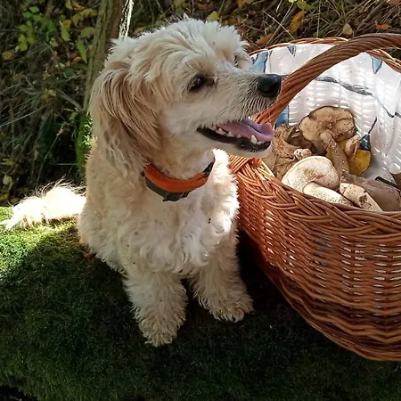 Samson بيت للعطل *