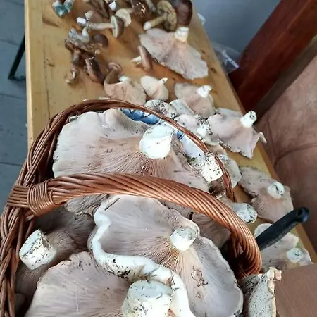 Dom wakacyjny Samson Vahanec