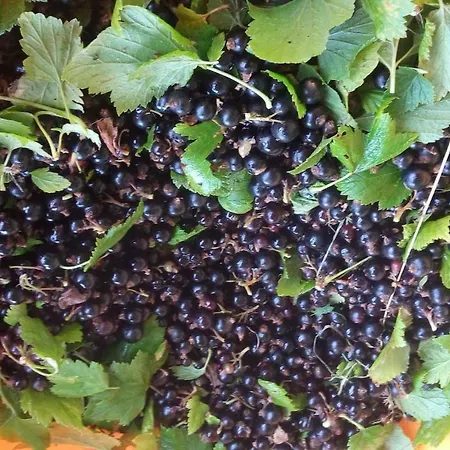 Dom wakacyjny Samson *