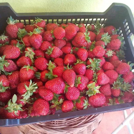 Samson Dom wakacyjny *